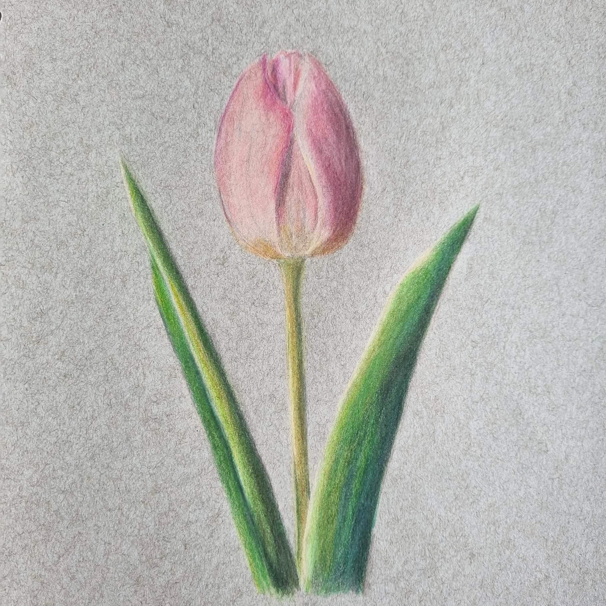 coloured pencils tulip